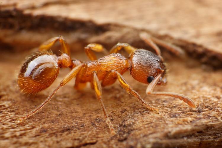 Myrmica rubra