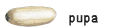 pupa pupa