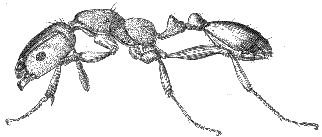 ant