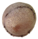 Galla di Andricus kollari