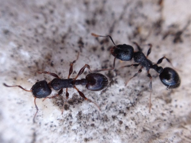 Temnothorax rottenbergii photo by feyd